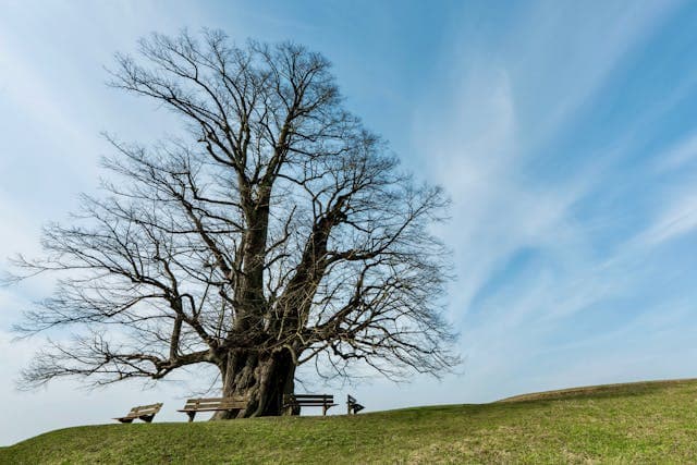 Yggdrasil og de ni verdener, en sjamanistisk tilnærming