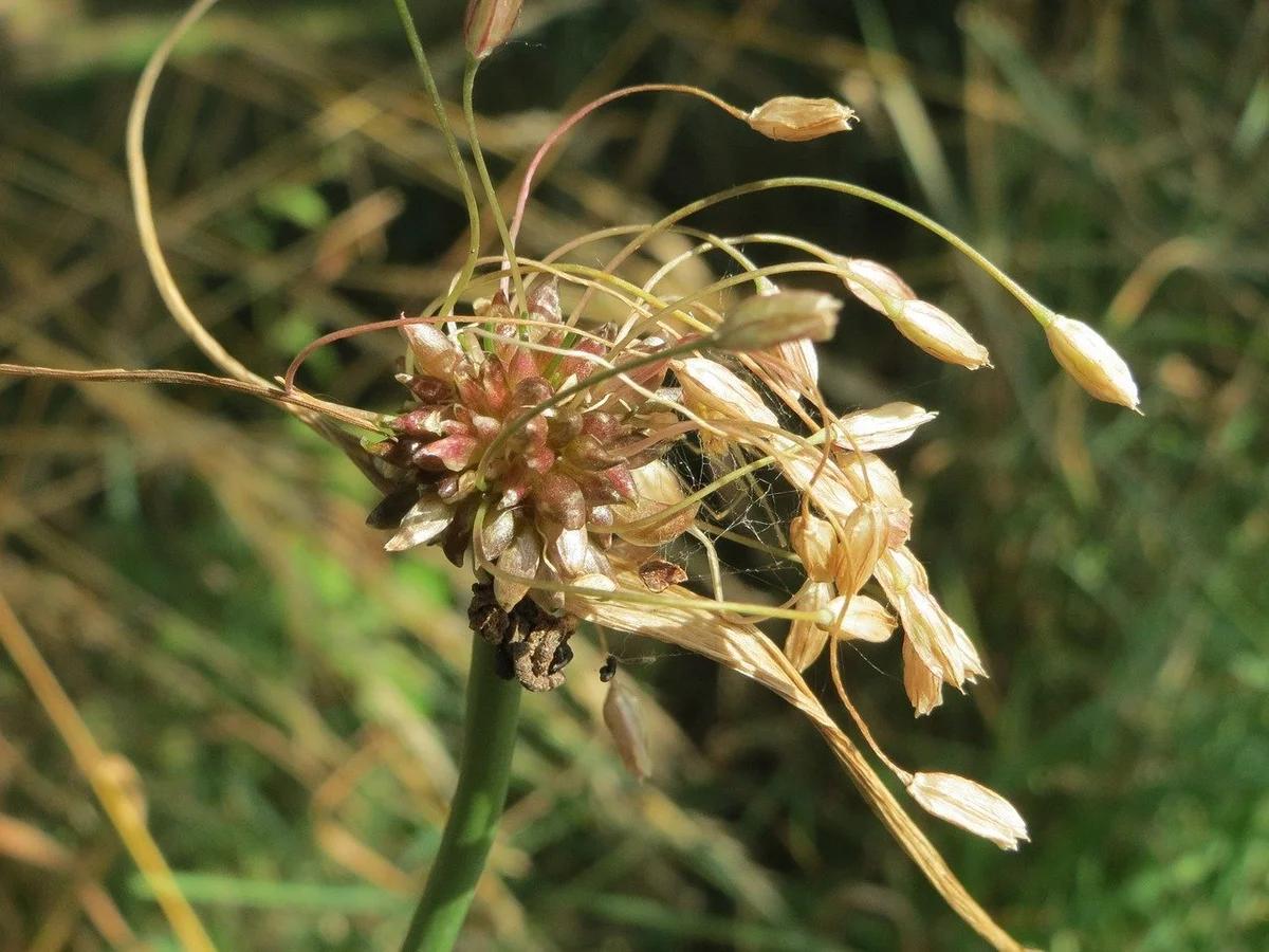 allium oleraceum 855523 1280