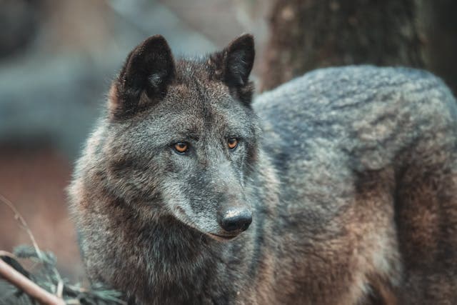 Hvordan tolker man tegn fra naturen i sjamanistisk praksis?