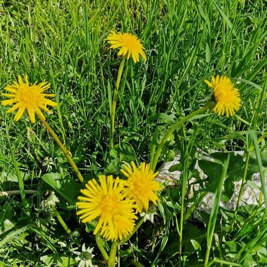 Lom og løvetannmåne på Vega