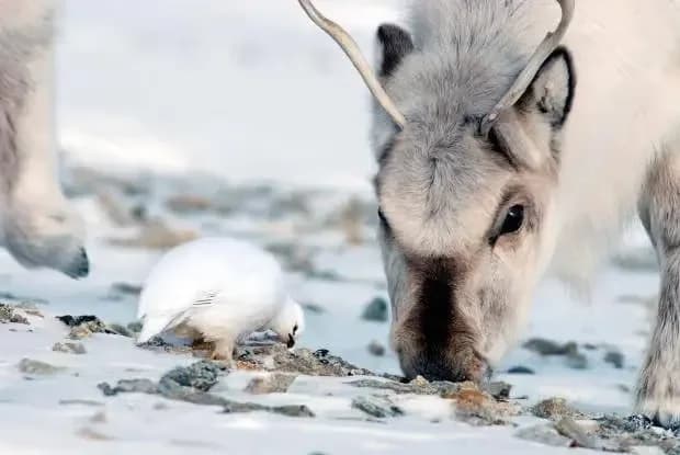 Rype og rein i vinterlandskap