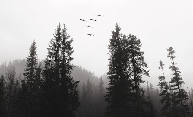 Sjamanisme og naturforbindelse