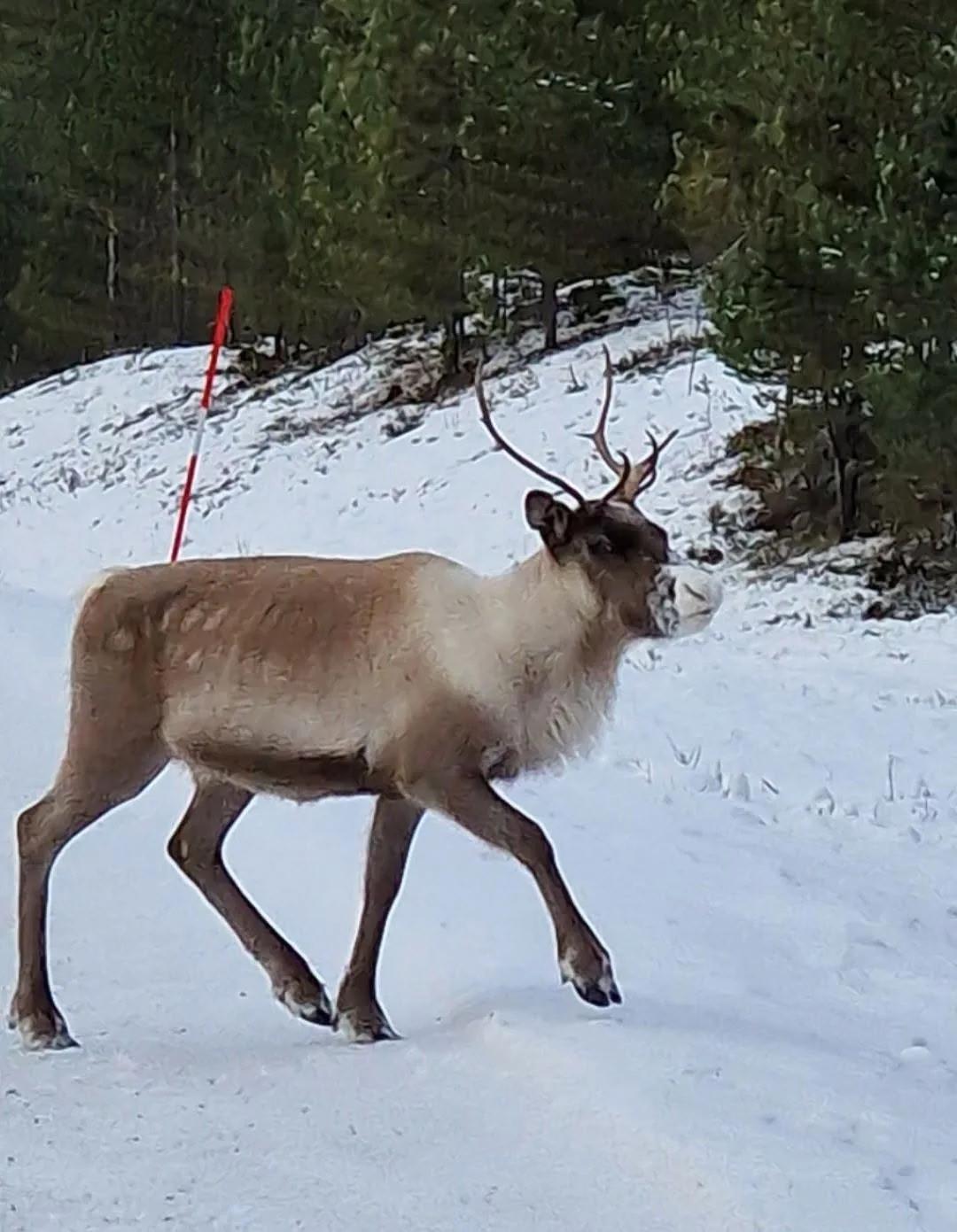 Reinsdyr om vinteren