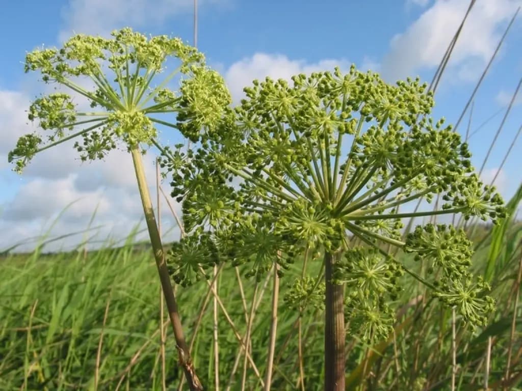 Magisk bruk av kvann og valeriana i Nordisk tradisjon