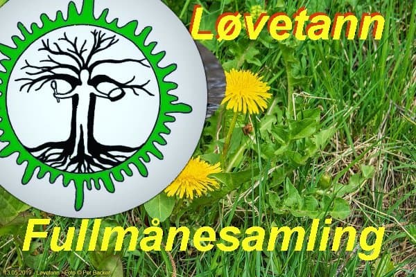 Løvetann måne og midtsommerseremoni i Naustdal