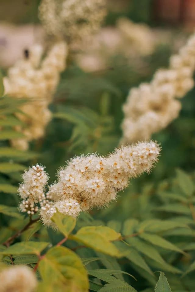 Mjødurt i blomst