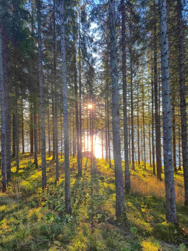 solen skinner gjennom trær