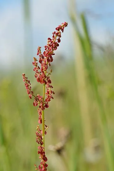 Bilde 6 fra Naturens spisskammer har åpnet