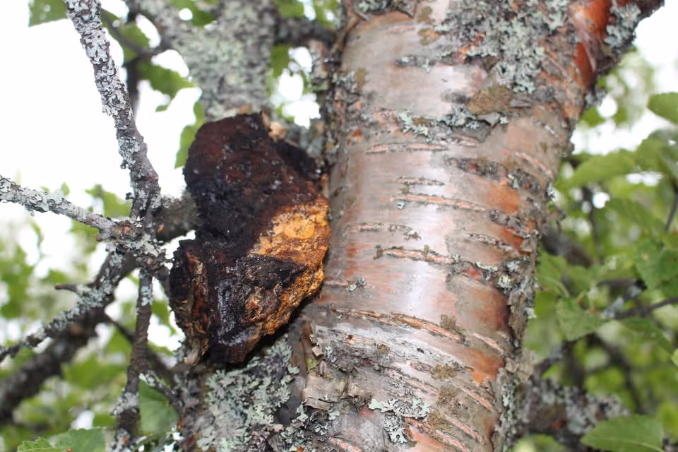 Chaga seremoni