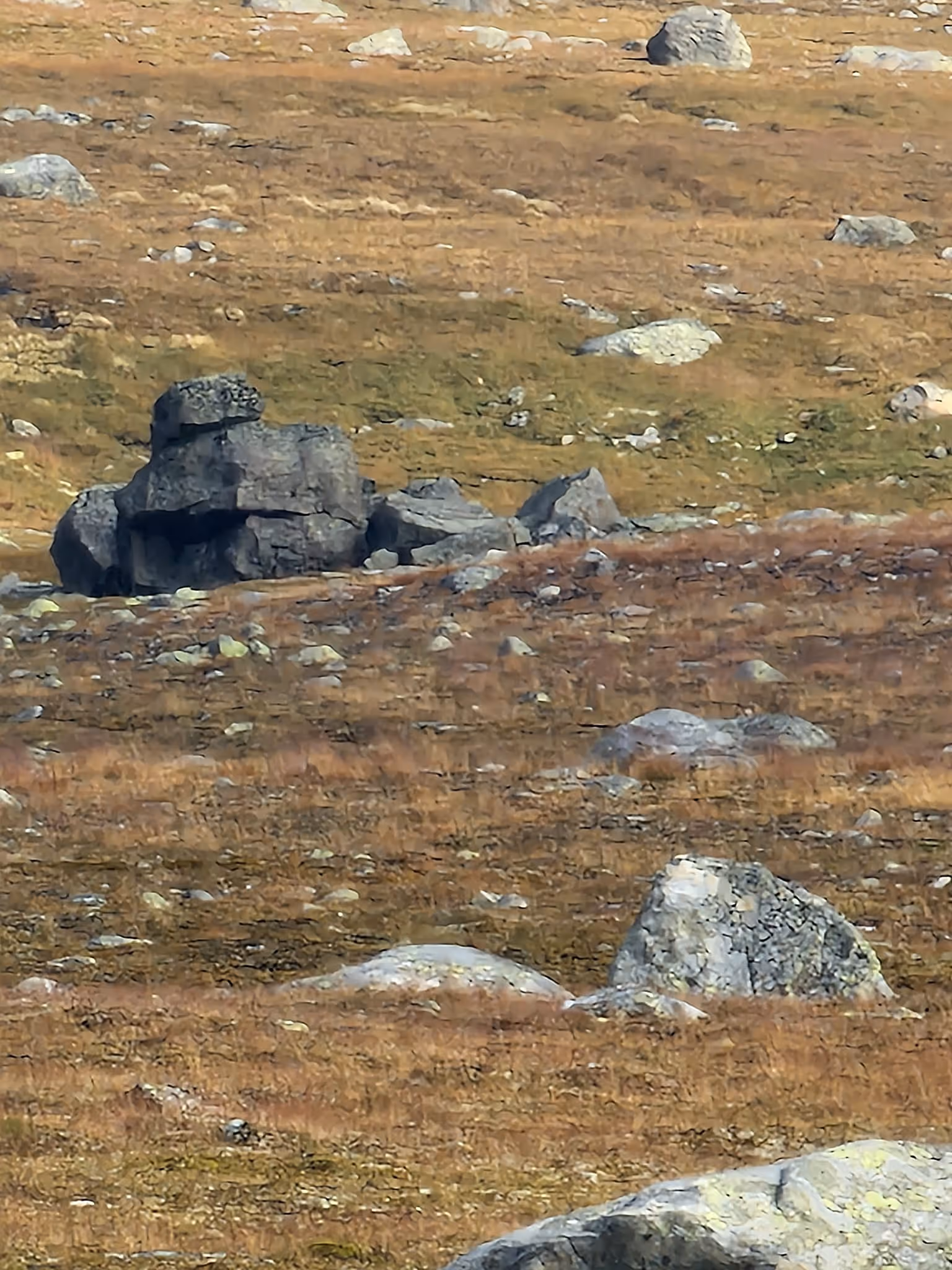 Haugfolkets måne på Skomo i Brønnøysund