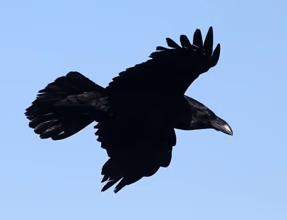 Feiring av ravnemåne på Vega