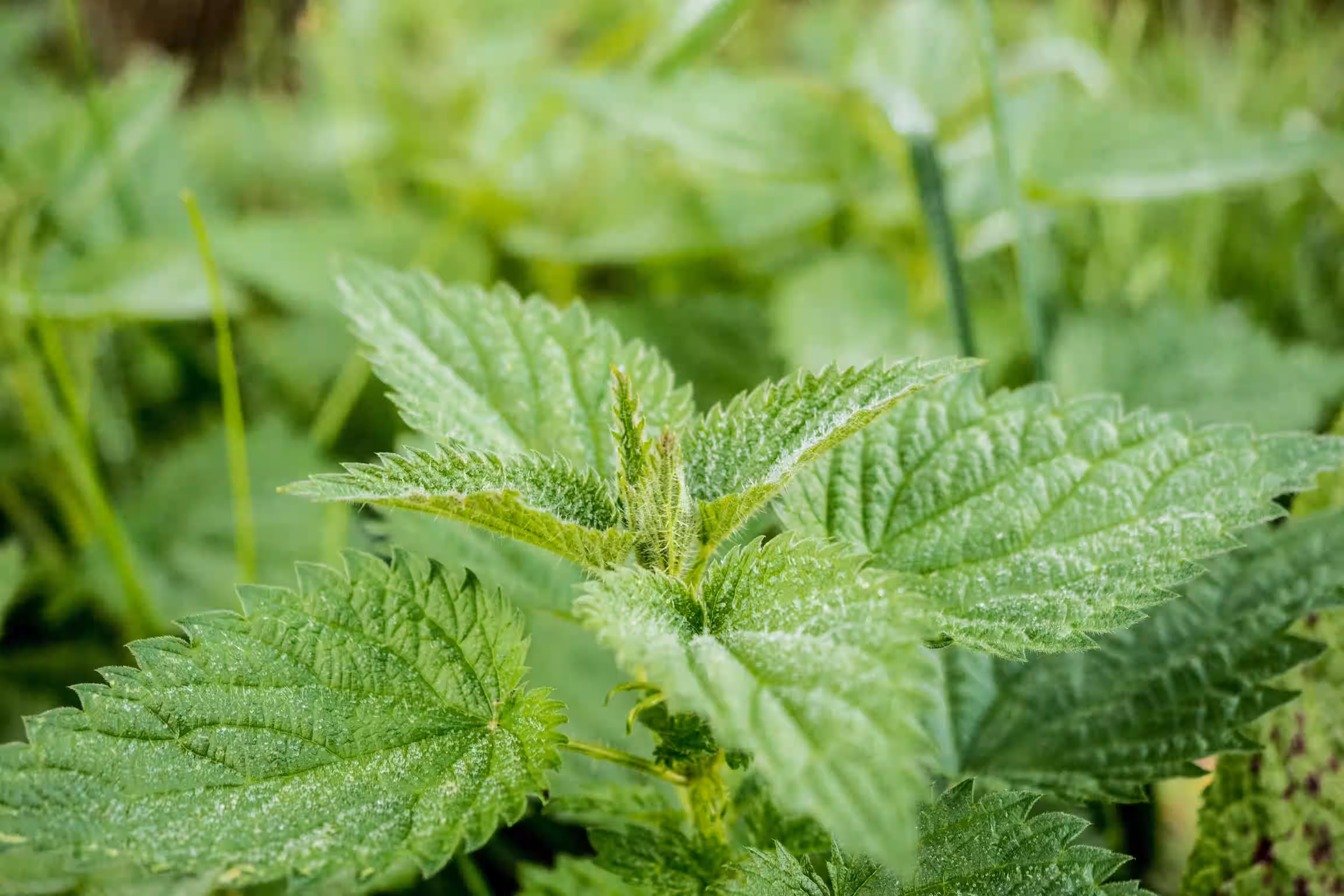 Bilde 3 fra Naturens spisskammer har åpnet
