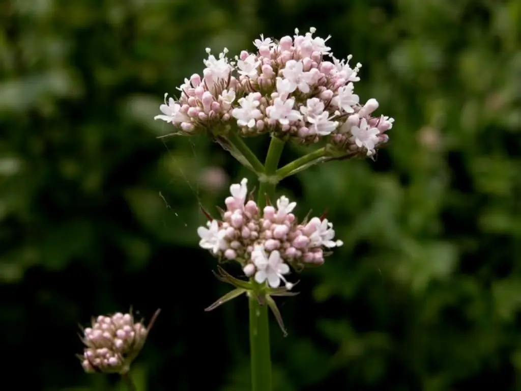 Bilde 1 fra Magisk bruk av kvann og valeriana i Nordisk tradisjon