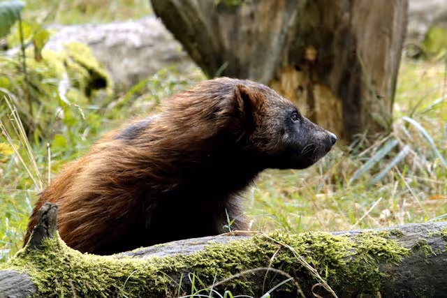 En enkelt jervemåne du kan gjøre hjemmefra