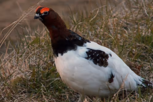 Fullmåneseremoni Namsos