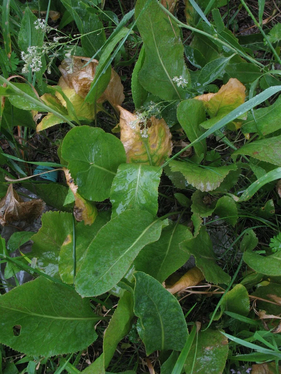 Bilde 4 fra Naturens spisskammer har åpnet