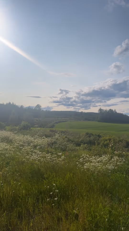 Kraftsamling for naturen i Krogstadskogen før fullmånen i juli.