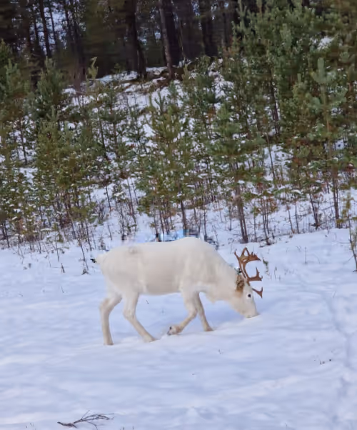 Rein Måne i Namsos